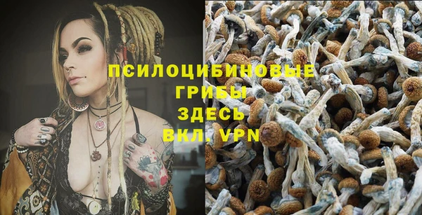 индика Аркадак